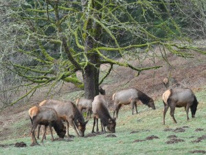 Elk on the property