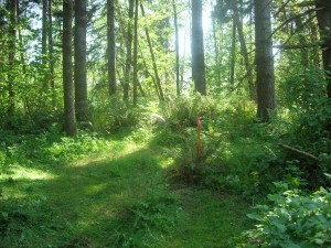 2+ acre parcels on quiet forested land