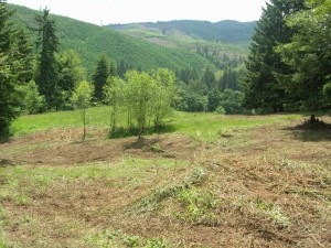 2+ acre parcels on quiet forested land