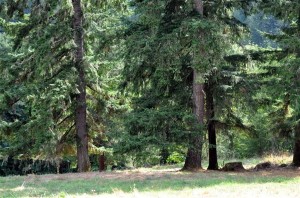 2+ acre parcels on quiet forested land